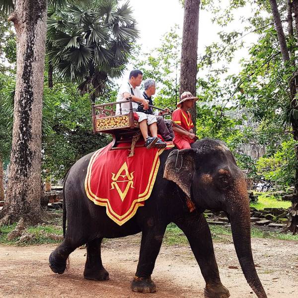 Elephant in Angkor Wat